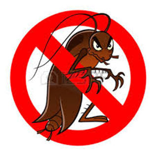 Blatte – infestanti alimentari