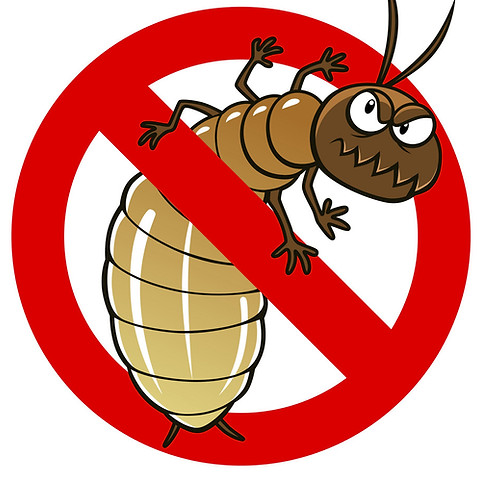 Calabrone europeo Vespa crabro